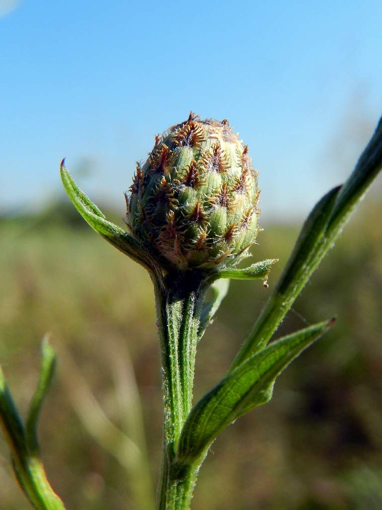 Centaurea nigrescens (Asteraceae)